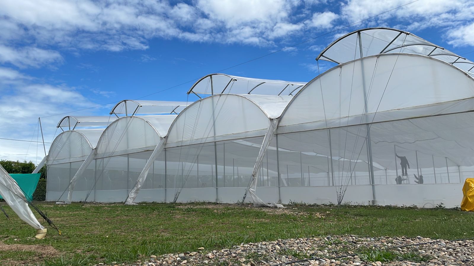 Colombia Greenhouse